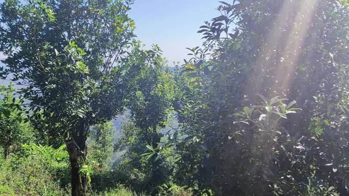 八角树深山八角树八角树叶角树叶八角角