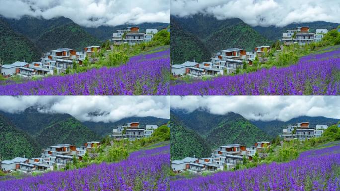 阿坝黑水云雾薰衣草延时摄影4k