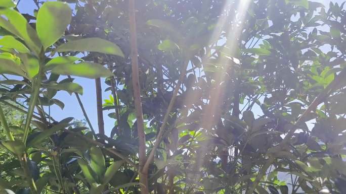 广西桂南大山八角林茂盛的八角树王大绿树叶