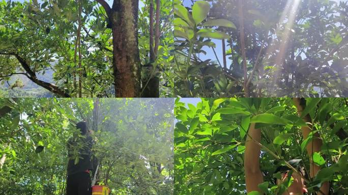 广西桂南大山八角林茂盛的八角树王大绿树叶