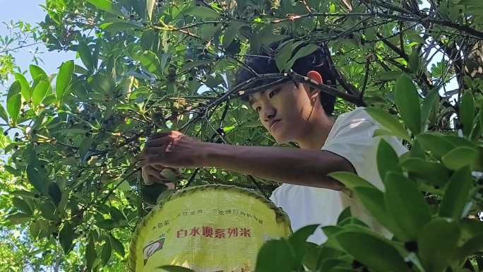 上树摘八角子的年轻人 八角树 八角茴香