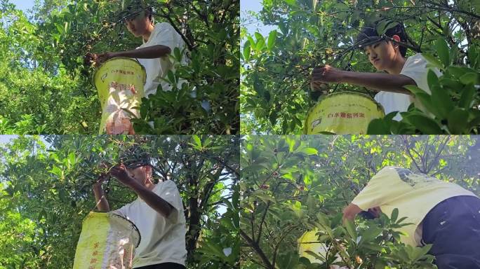 上树摘八角子的年轻人 八角树 八角茴香