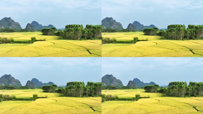 秋天阳光下桂林喀斯特山边金黄色的稻田