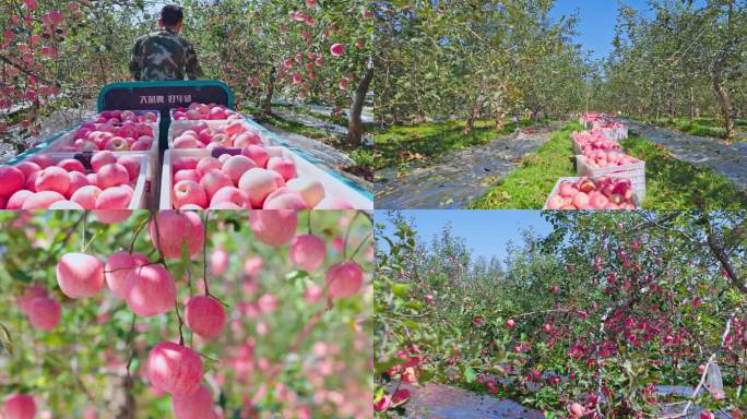 苹果采摘苹果丰收4K