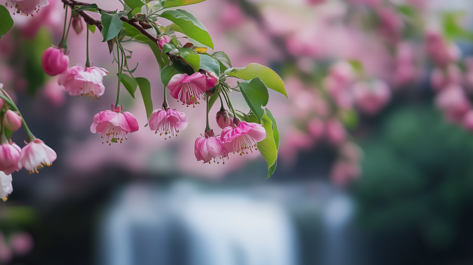 百花齐放 花视频合集