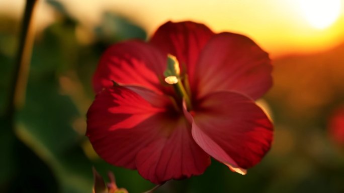 石榴花特写