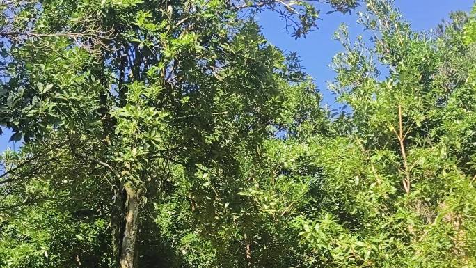 八角嫩苗八角嫩绿色树苗深山种植八角树新芽