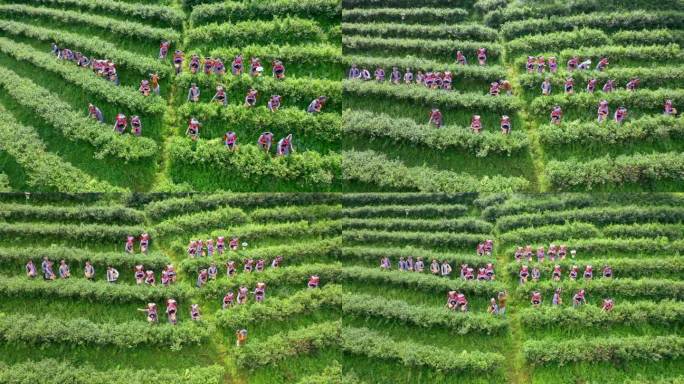 茶山 摘茶叶唱山歌 壮族少数民族2