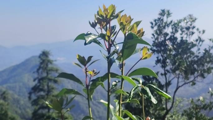 老树出新树芽小树木苗嫩树芽八角新树发嫩芽