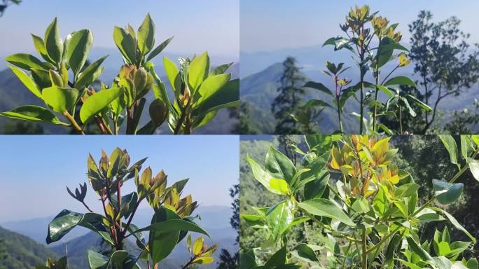 老树出新树芽小树木苗嫩树芽八角新树发嫩芽