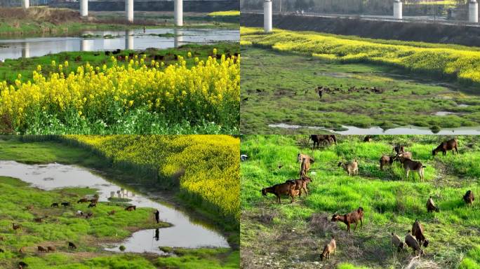 航拍四川大邑油菜花田放羊视频素材合集