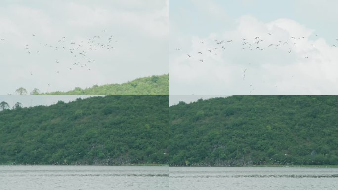 一群鸟 空中湖面飞行的鸟 鸟