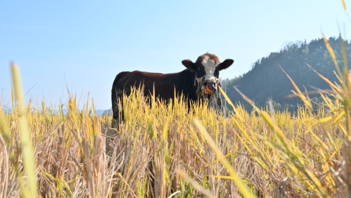 实拍牛吃草奔跑玩耍