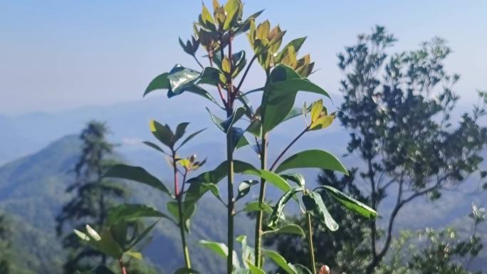 八角嫩苗嫩绿八角小树木苗八角新树发嫩芽