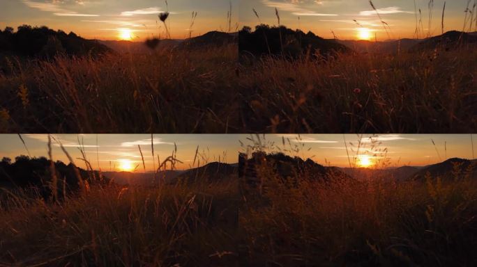 夏日的山野景观，鲜花盛开。