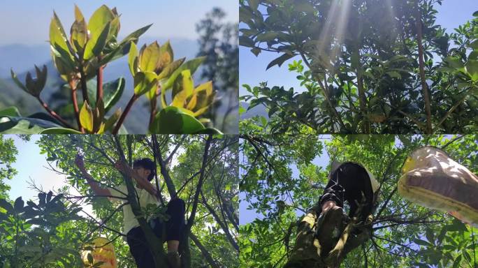 深山八角树八角树叶上树摘八角子绿色八角树