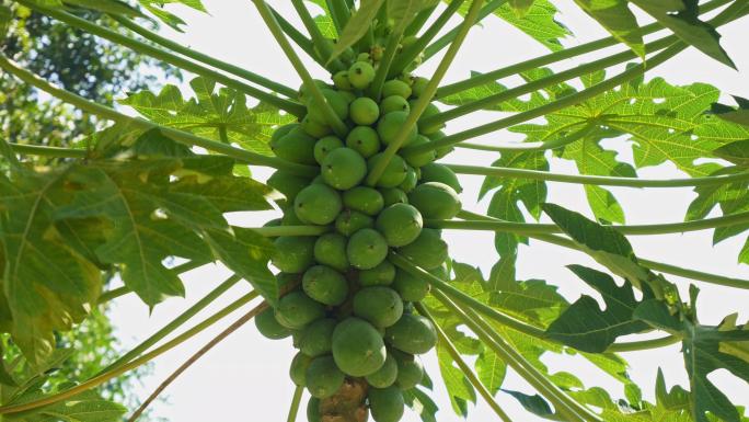 菜园子新鲜蔬菜