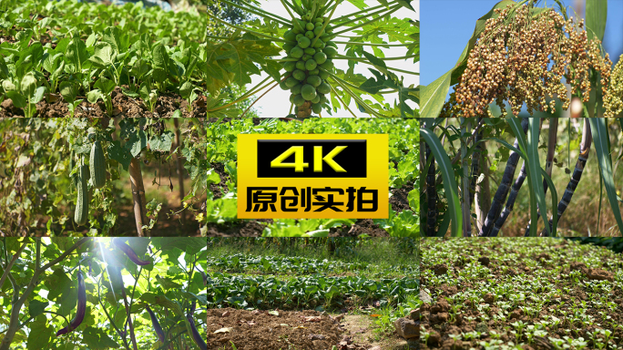 菜园子新鲜蔬菜