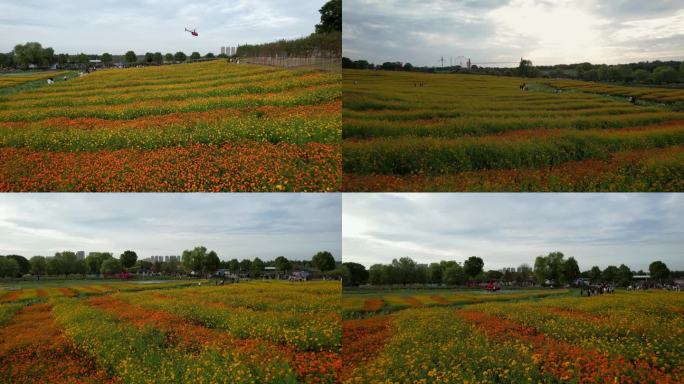 武汉花博汇花海直升机