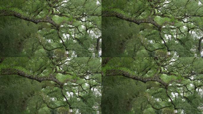 古村落 丽水古堰画乡