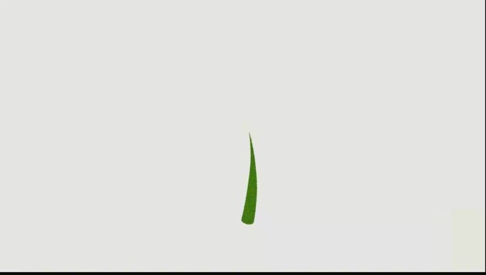 植物发芽C4D动画