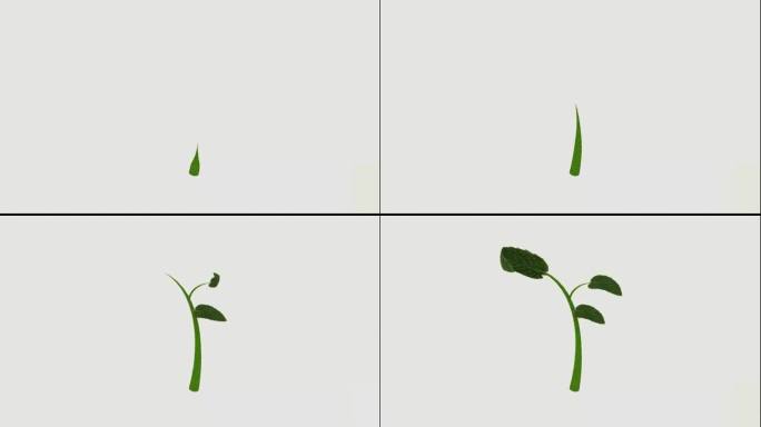 植物发芽C4D动画