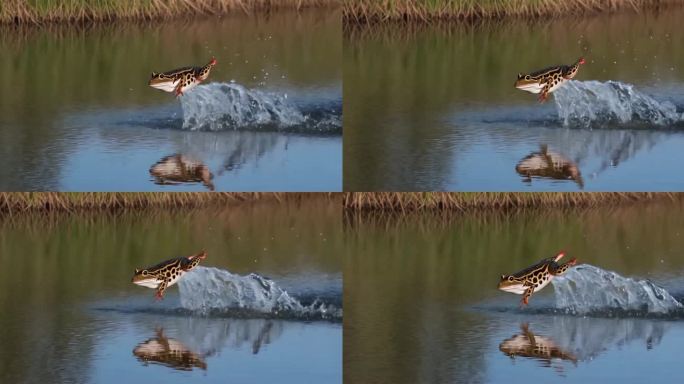 湖中青蛙的跳跃瞬间