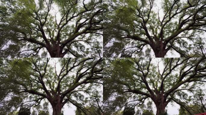 古村落 丽水古堰画乡