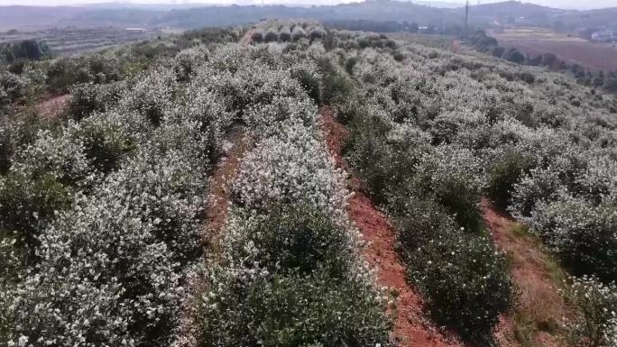 航拍油茶花山茶花茶油茶山