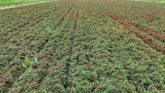 实拍朝天椒种植基地 小米椒种植