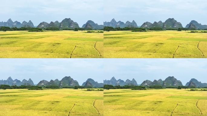 秋天阳光下桂林喀斯特山边金黄色的稻田