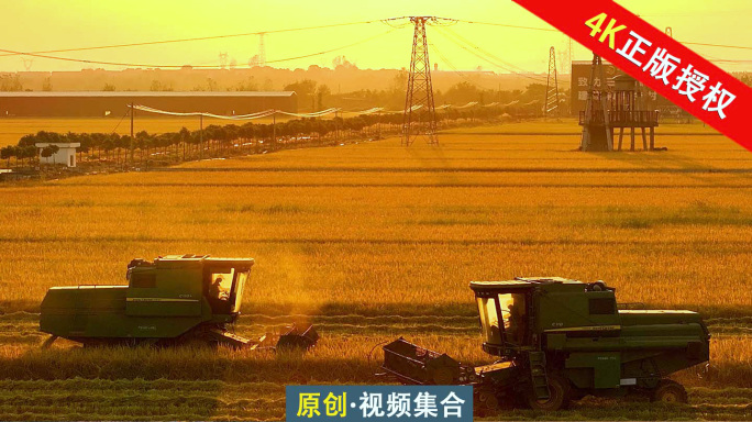 水稻收割丰收季节机械化生产新农村稻田乡村