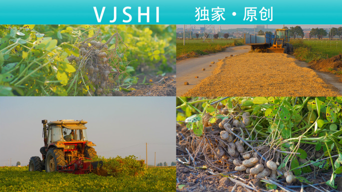 收获花生秋季丰收晾晒花生农业农村土地流转