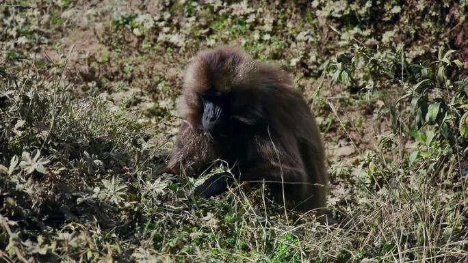 狒狒在高高的草丛中觅食
