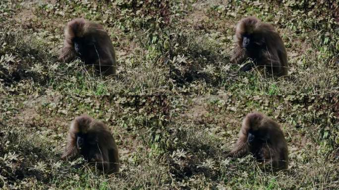 狒狒在高高的草丛中觅食