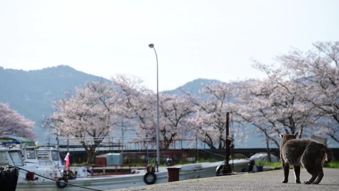 樱花盛开季节的冲岛流浪猫夫妇(大八幡，滋贺，2024年4月)