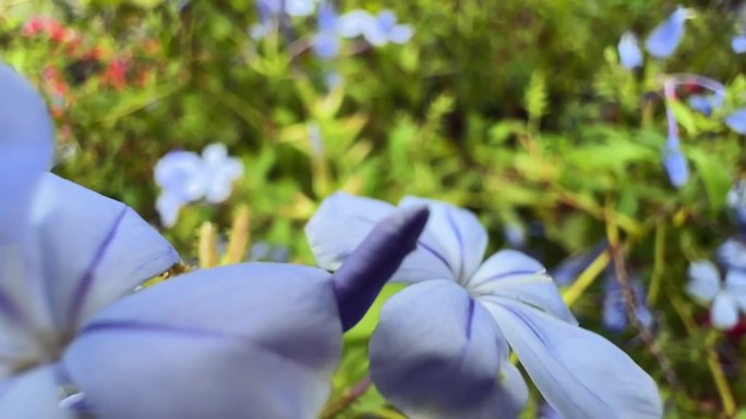 阳光下的花