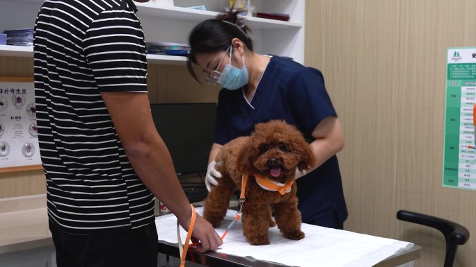 文明养犬给狗打疫苗