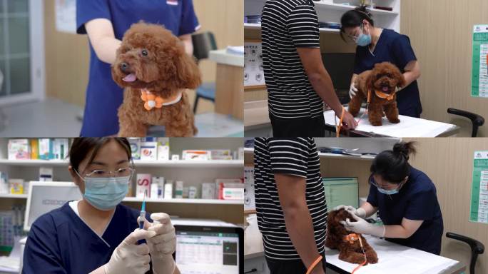 文明养犬给狗打疫苗