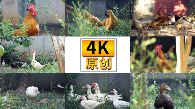 农村家禽，散养鸡鸭，乡村田园生活