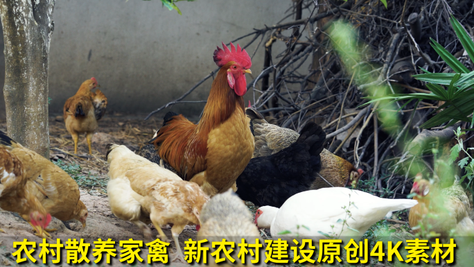 农村家禽，散养鸡鸭，乡村田园生活