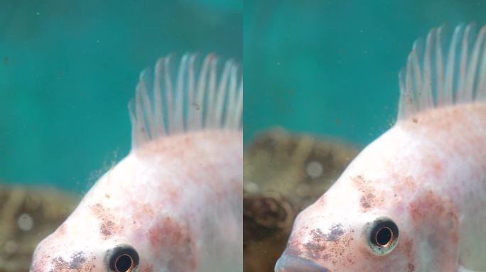 一条白脸棕斑的鱼正在鱼缸里游泳