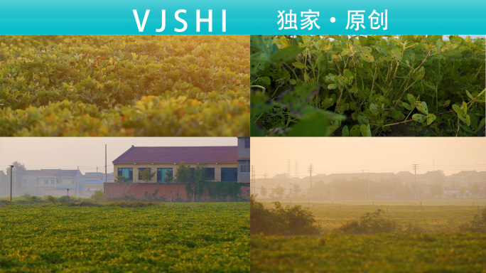 花生丰收乡村小路露水晨雾花生成熟
