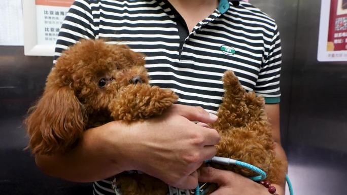 文明养犬狗狗在电梯
