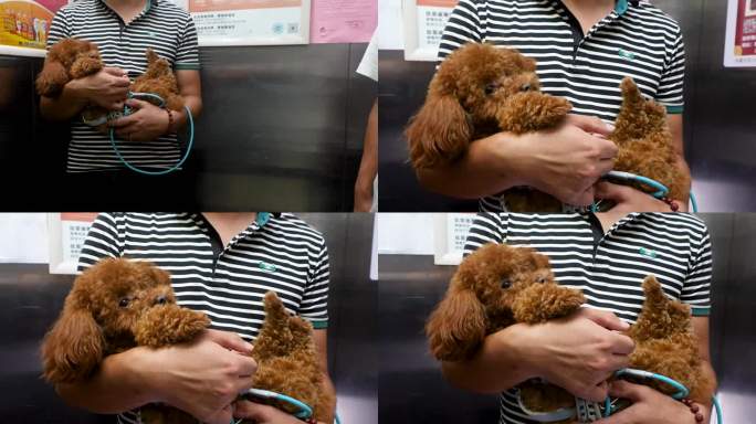 文明养犬狗狗在电梯