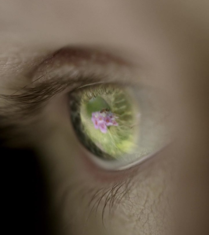 一朵花和一只蜜蜂映在一只眼睛里