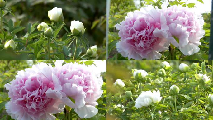 牡丹花3 国花 实拍 菏泽 曹州 洛阳