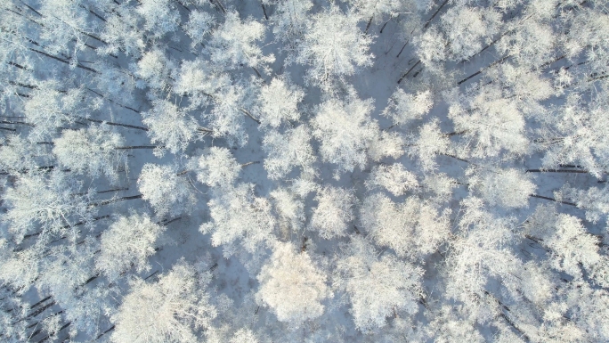 东北大兴安岭地区雪景