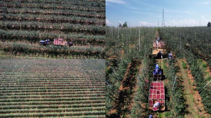 航拍万亩苹果园