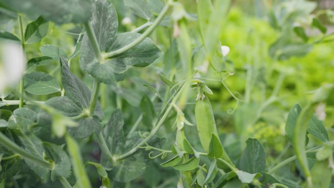 花园里豌豆上的鲜绿色豌豆荚。在户外种豌豆，背景模糊。